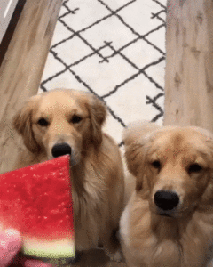 dogs eating watermelon