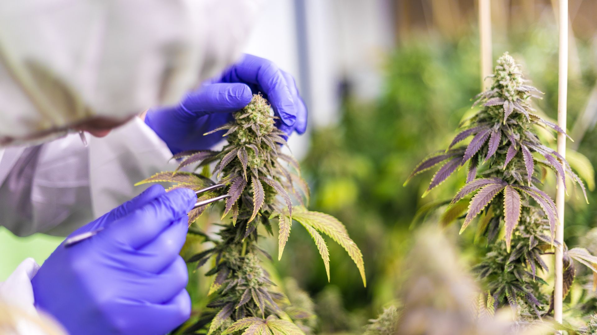 Cannabis Industry