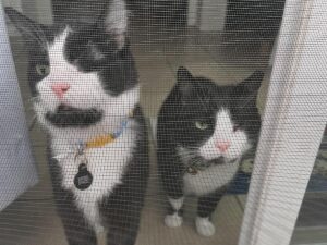 Hanny and Tux