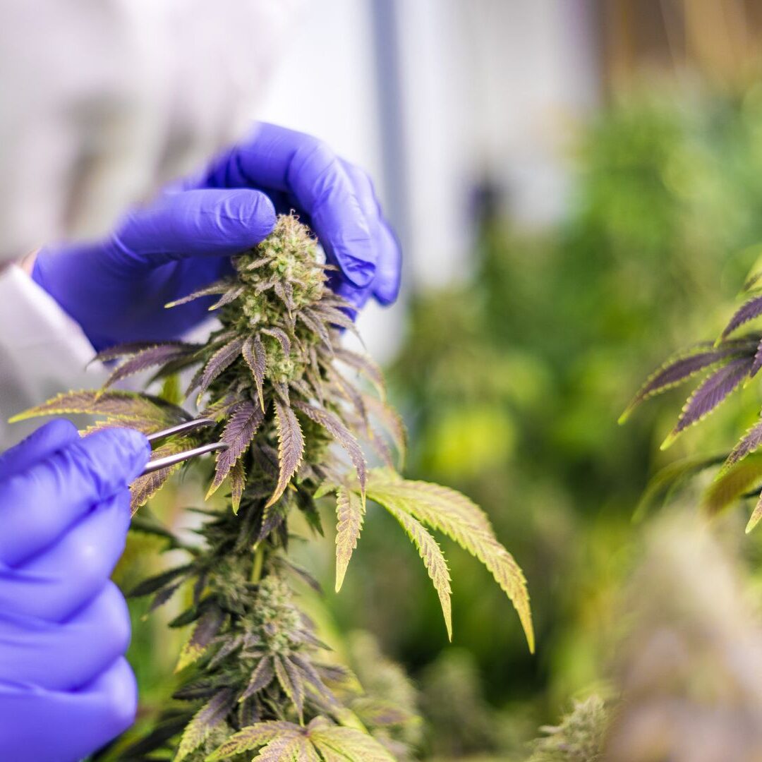 Cannabis Industry