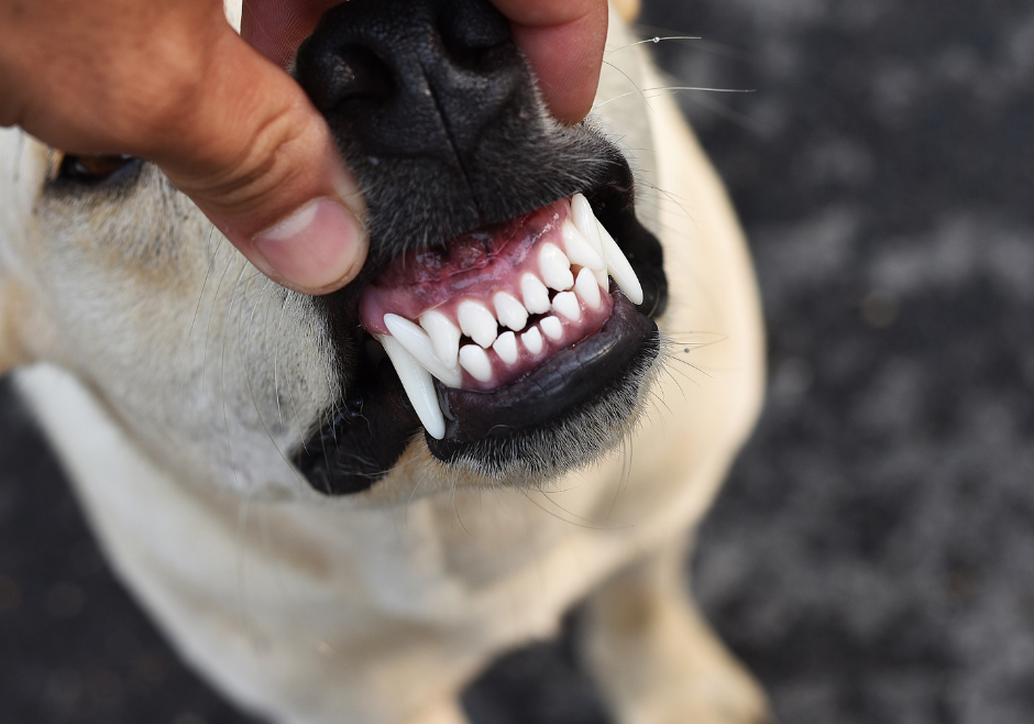 Dog Teeth